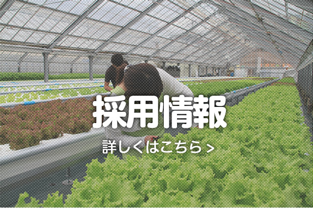 採用情報